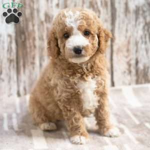 Katrina, Mini Labradoodle Puppy